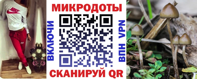 Псилоцибиновые грибы Psilocybine cubensis  Нелидово 